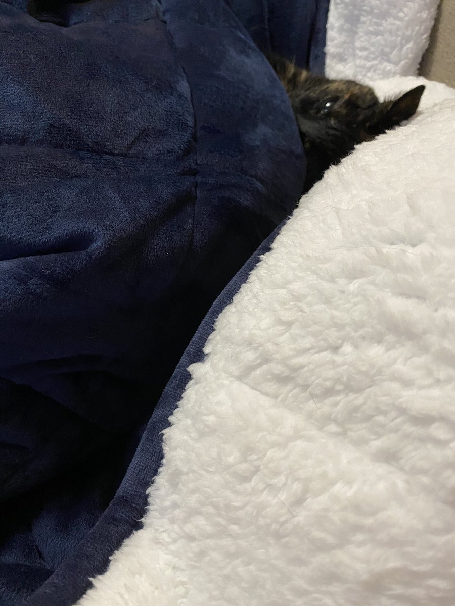 GibsonTheKitty's tweet photo. Furless got Mom Staff an awesome weighted blanket for Christmas. I have informed her the tag was listed incorrectly and shouldβve said βGibbyβ instead....
#Mine
#NotGivingItBack https://t.co/Ru4Y58qNjZ