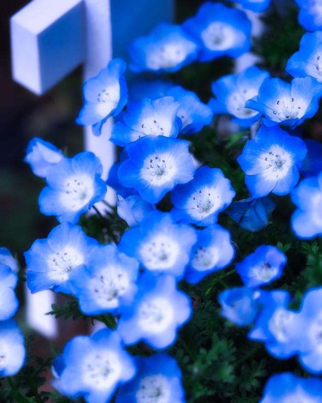 Charles Brian (@nazifikhalid2) on Twitter photo 