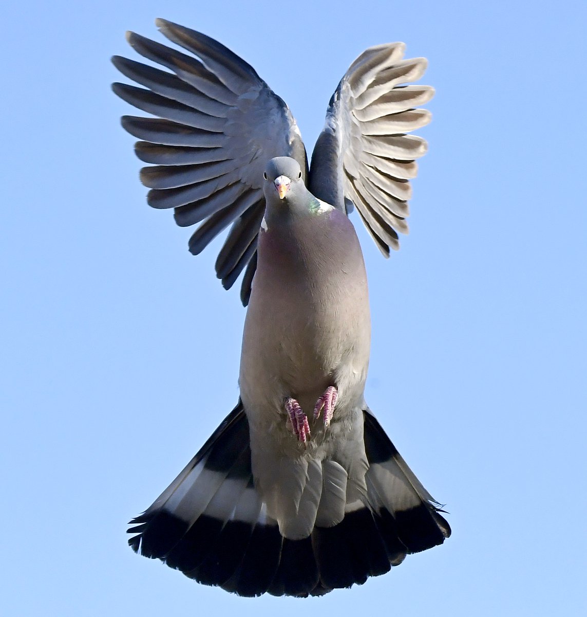 Incoming Woodpigeon.Blackbird on the run.Goldfinch v Chaffinch.Blue Tit wings. Please vote for your favourite in the poll below 