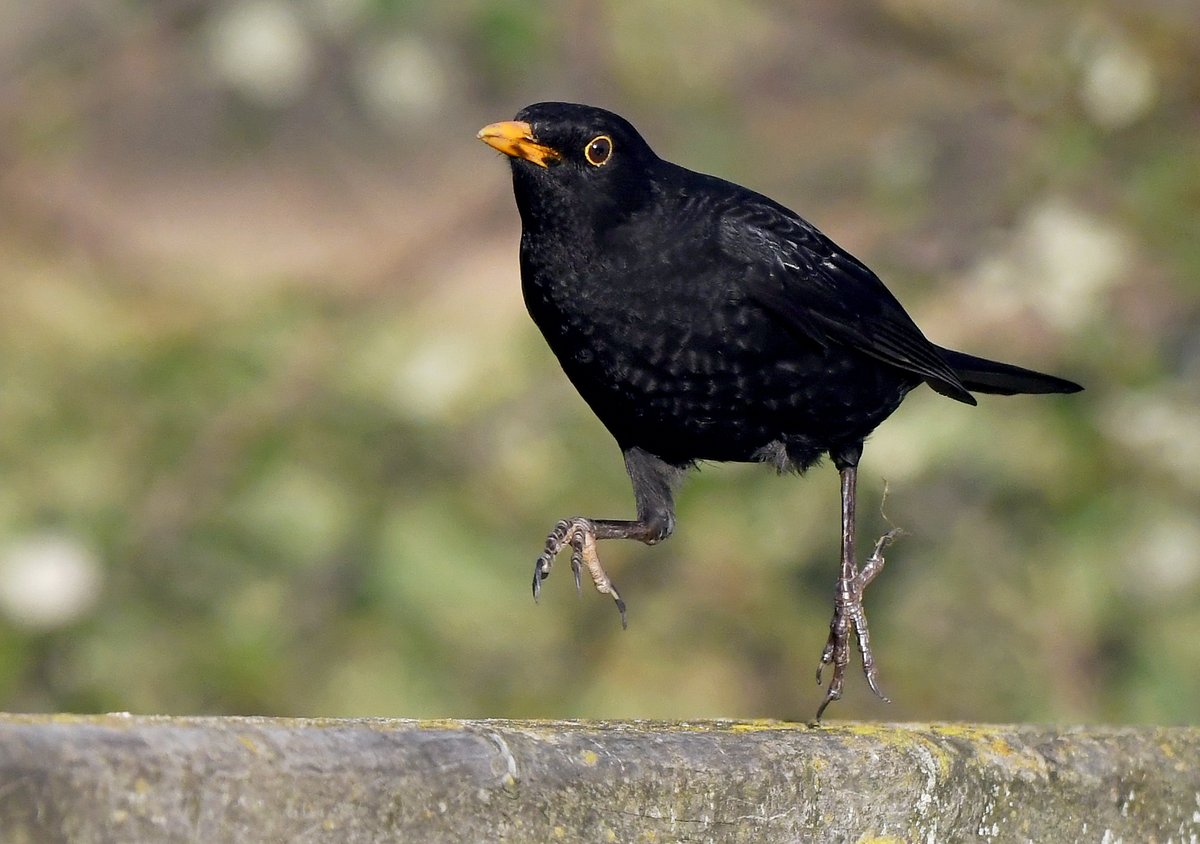 Incoming Woodpigeon.Blackbird on the run.Goldfinch v Chaffinch.Blue Tit wings. Please vote for your favourite in the poll below 