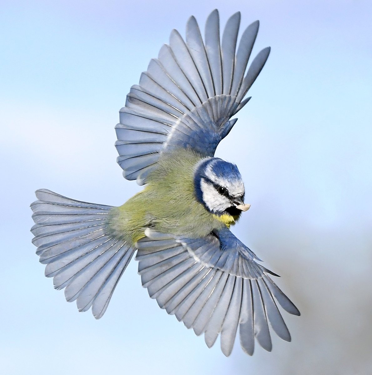Incoming Woodpigeon.Blackbird on the run.Goldfinch v Chaffinch.Blue Tit wings. Please vote for your favourite in the poll below 
