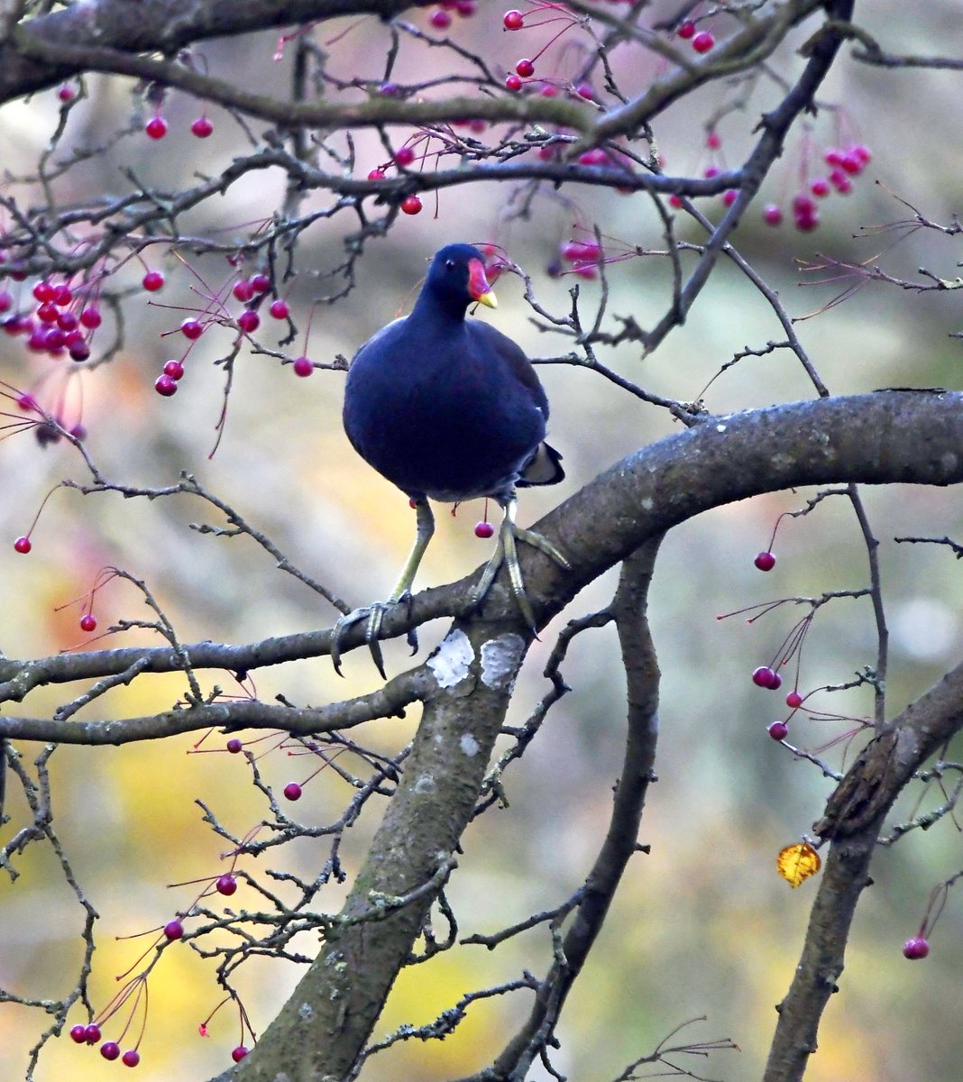 Purple Heron caught short in flight!Super Tit saves Christmas.Moorhen in a berry tree.Chaffinch v Great Tit.Please vote for your favourite in the poll below 