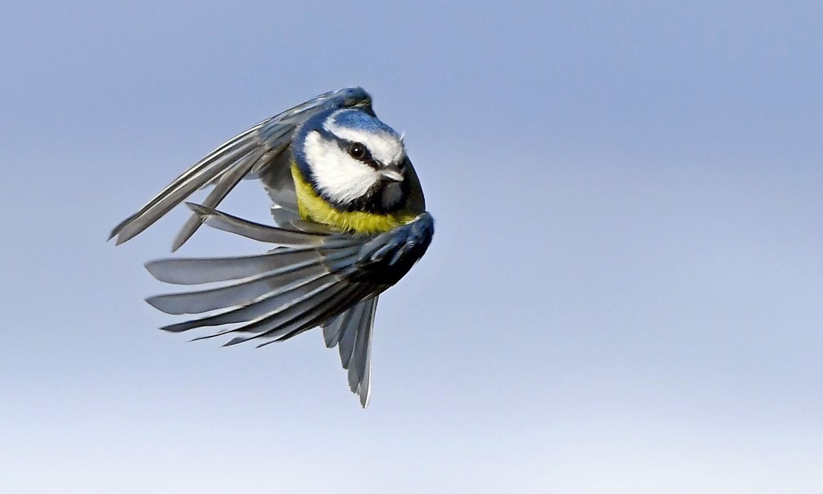 Purple Heron caught short in flight!Super Tit saves Christmas.Moorhen in a berry tree.Chaffinch v Great Tit.Please vote for your favourite in the poll below 