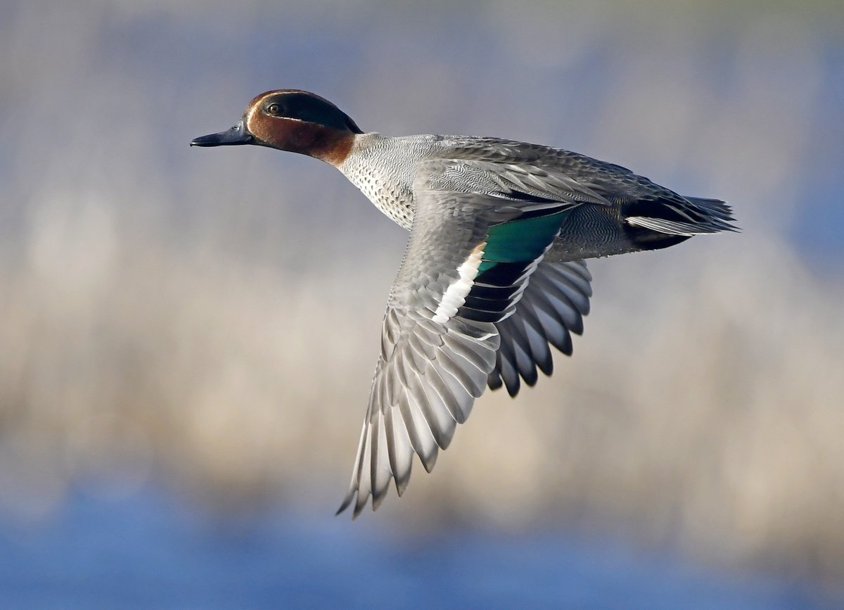 Pyramid Starling.Teal in flight.Bickering Goldfinches.Ballerina Chaffinch.Please vote for your favourite in the poll below 
