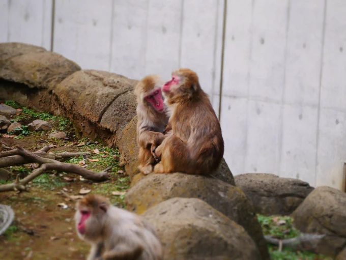 3 おさる 