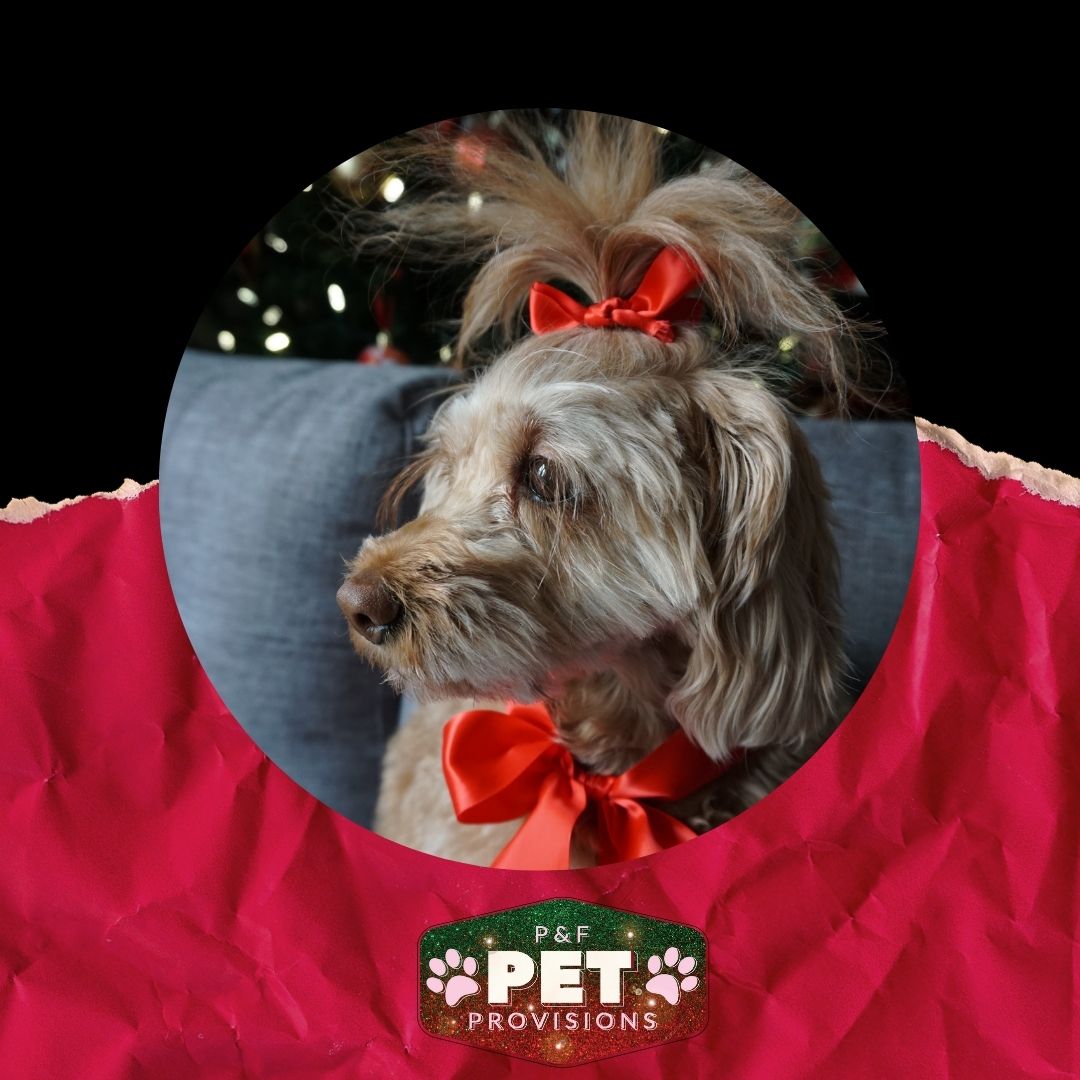 We hope everyone had a very Merry Christmas! We sure hope it was furry and bright! Thank you continuing to stick with us this through such a strange year! You all are the very, very best!
We are back open today from 9 am - 7 pm