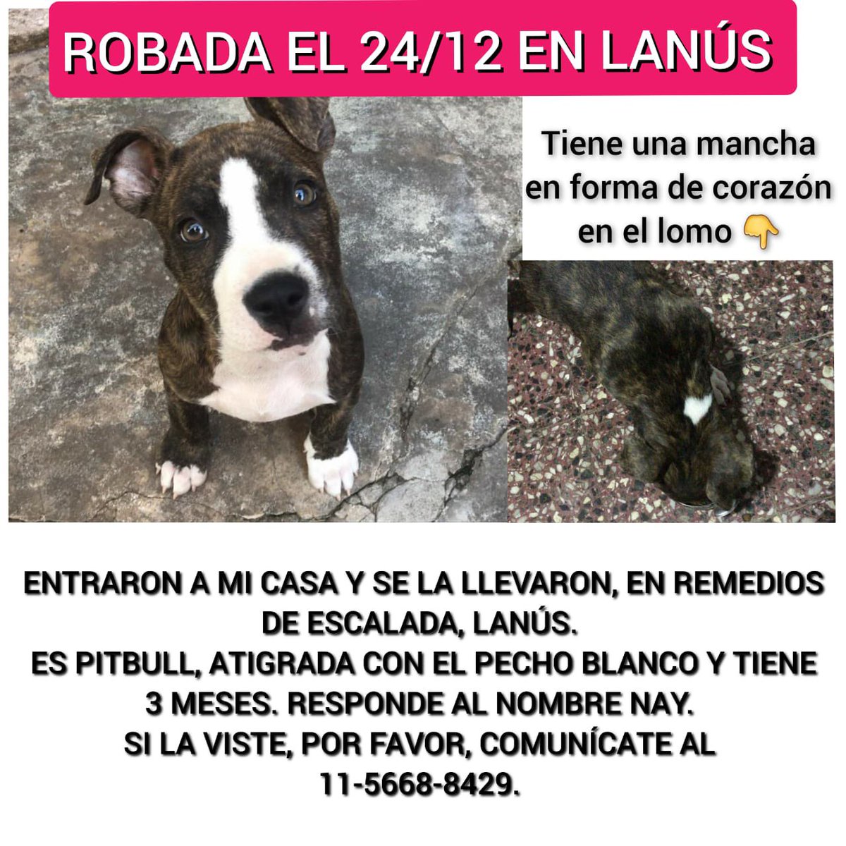 FernetRotondo's tweet photo. Seguimos buscando a Nai. Hubo testigos que vieron al hijo de mil puta ofreciendola, esa misma noche, por Hornos, cerca de la avenida san martin. Sé que es muy dificil, pero no puedo quedarla. https://t.co/vrBxqhauRX