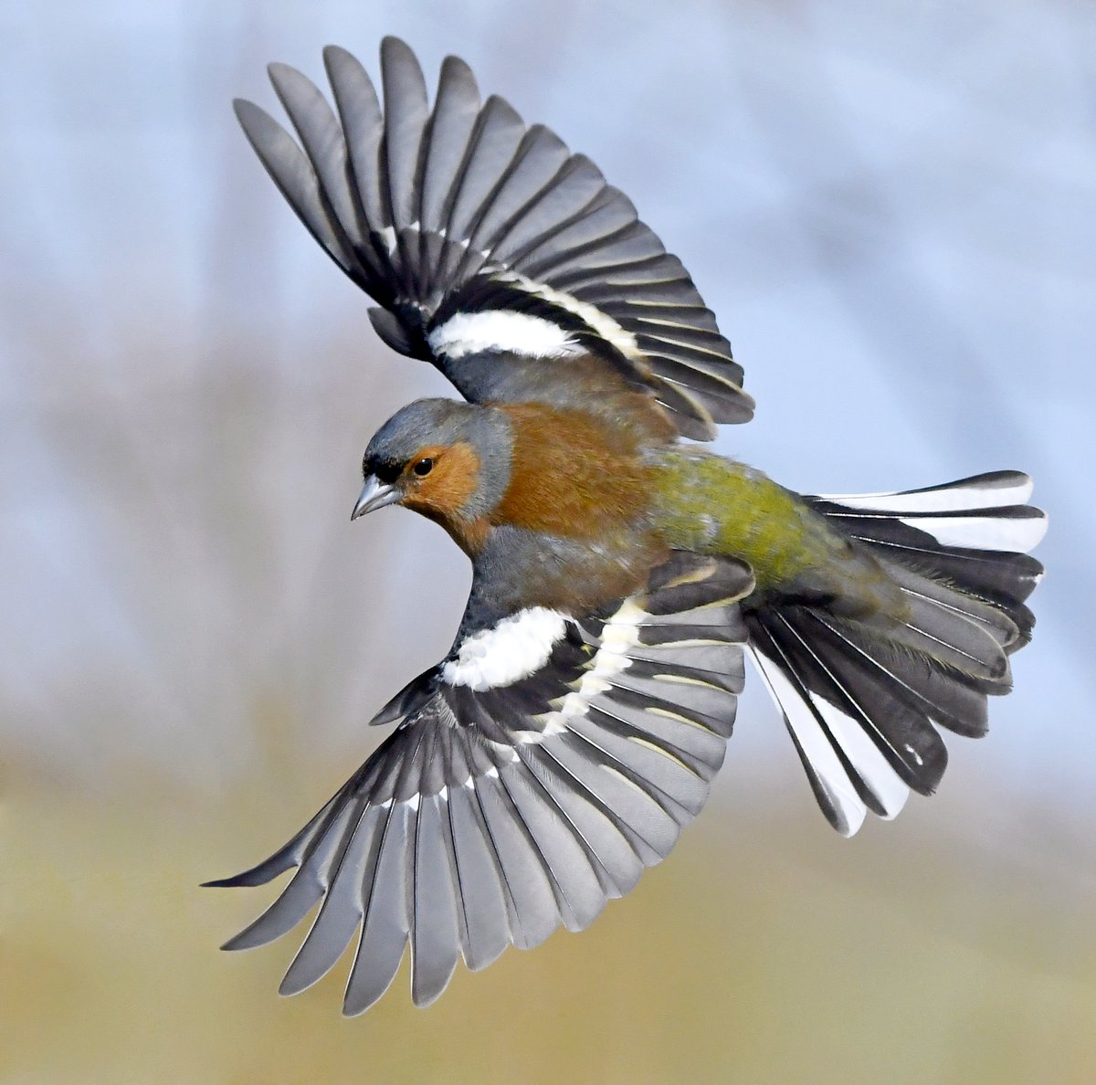 Chaffinch wings.Lapwing in flight.Kingfisher in flight.Frosty Wren.Please vote for your favourite in the poll below 