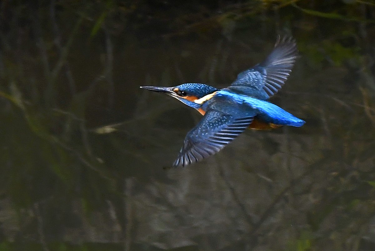 Chaffinch wings.Lapwing in flight.Kingfisher in flight.Frosty Wren.Please vote for your favourite in the poll below 
