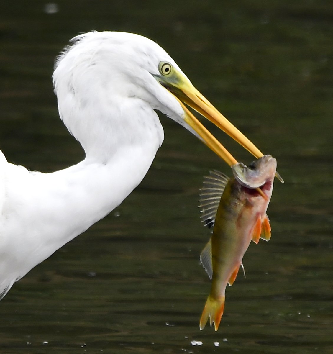 Male Kestrel.Low flying Swift.Great White Egret with fish.Wings up Robin.Please vote for your favourite in the poll below 