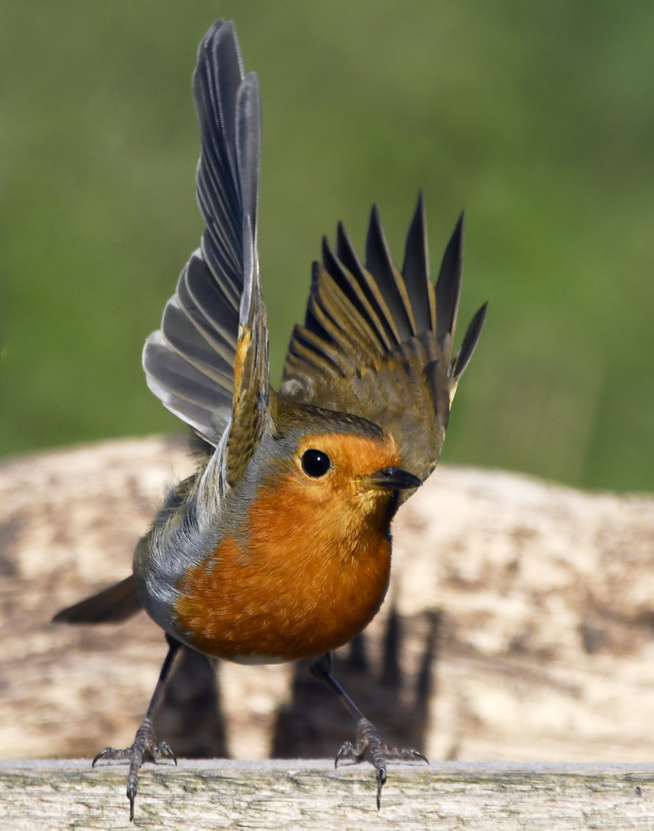 Male Kestrel.Low flying Swift.Great White Egret with fish.Wings up Robin.Please vote for your favourite in the poll below 