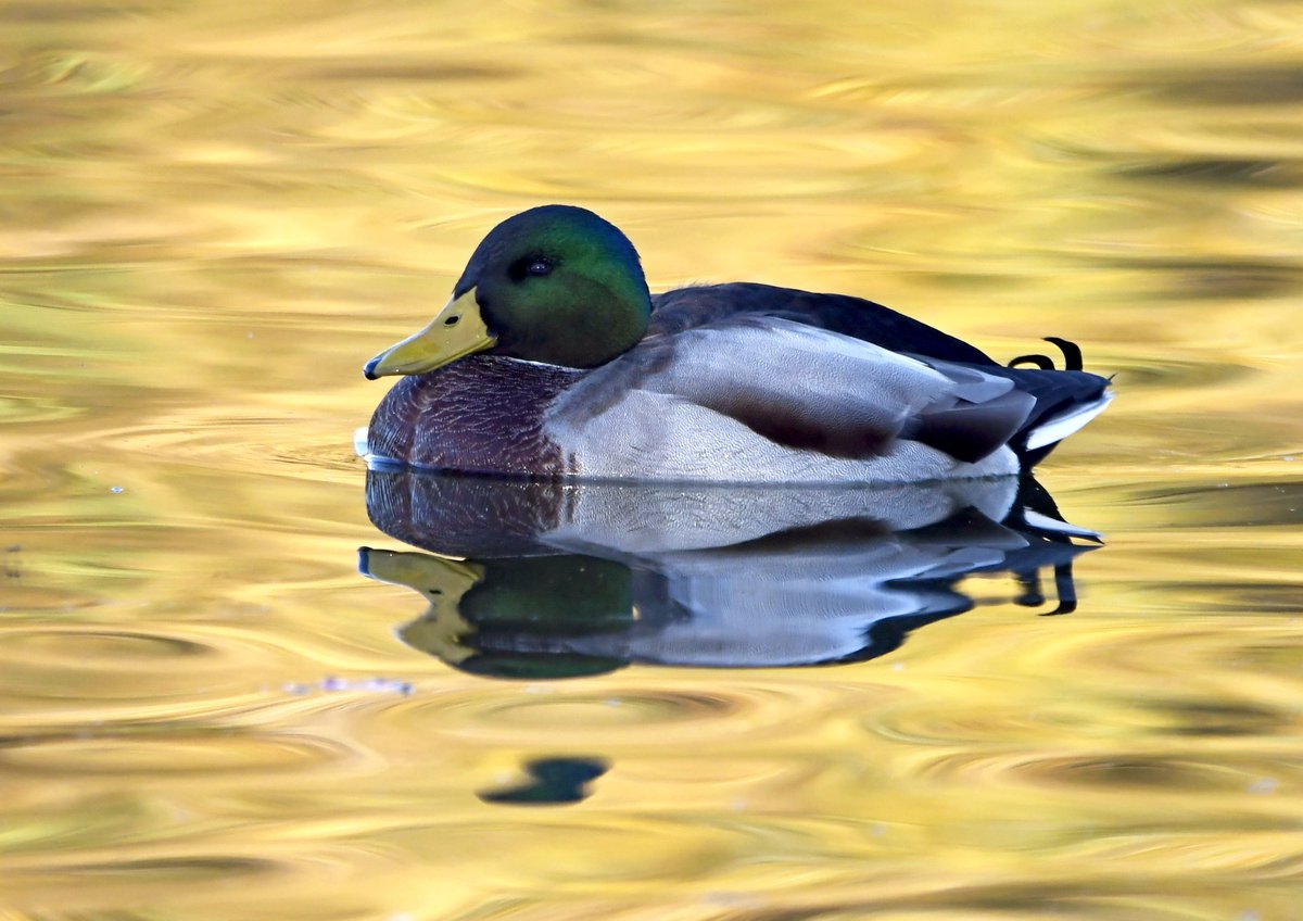 Chaffinch in flight.Goldfinch flying through the meadow.Mallard on gold.Redwing and berries.Please vote for your favourite in the poll below 