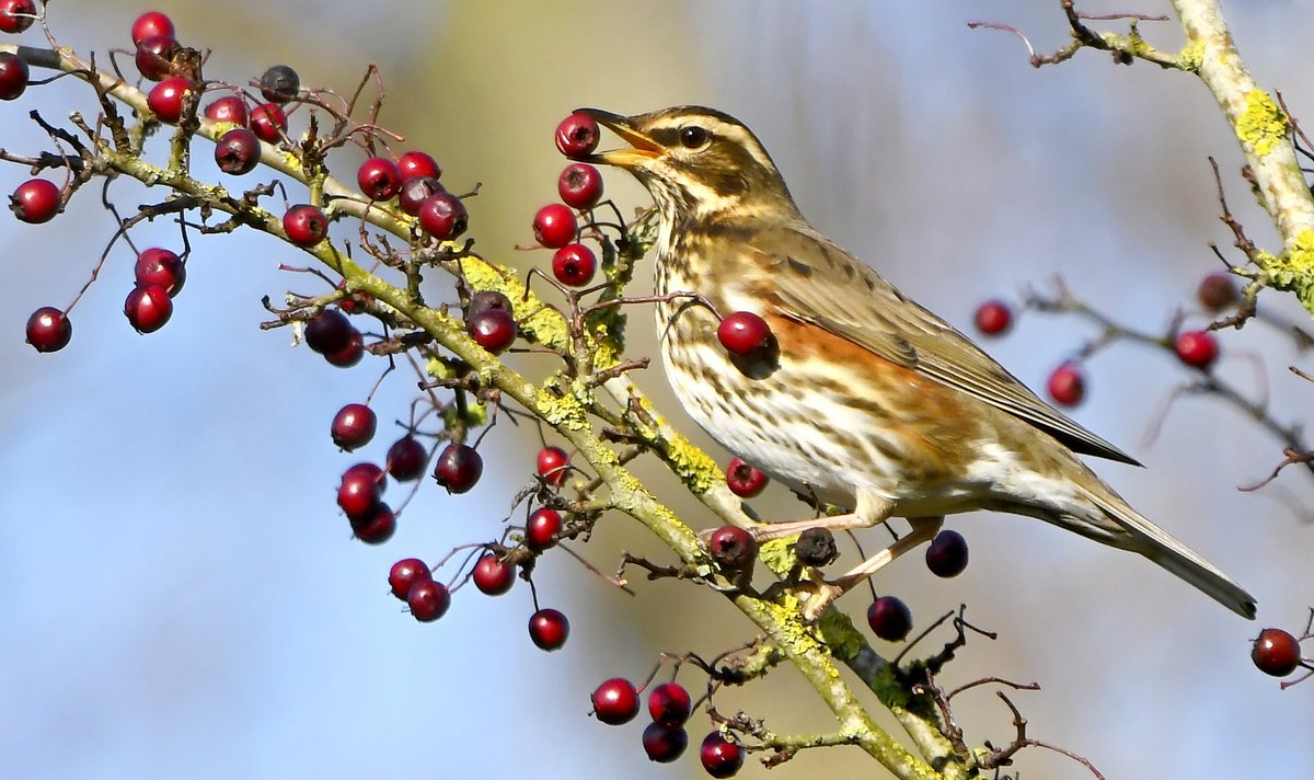 Chaffinch in flight.Goldfinch flying through the meadow.Mallard on gold.Redwing and berries.Please vote for your favourite in the poll below 