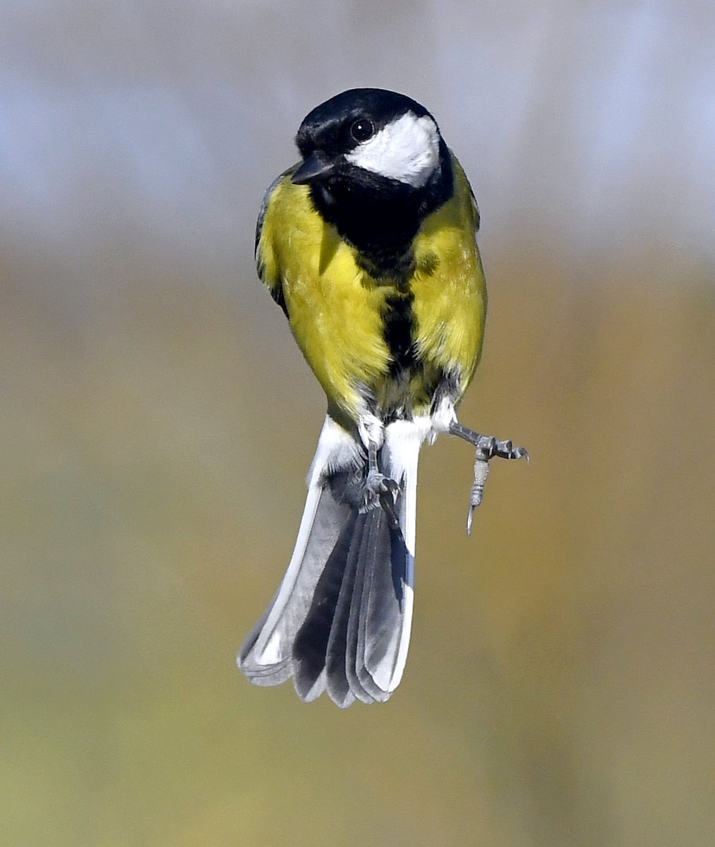 No wings Great Tit.Redwing with the prize.Kingfisher on a thorny branch.Heron take-off.Please vote for your favourite in the poll below 