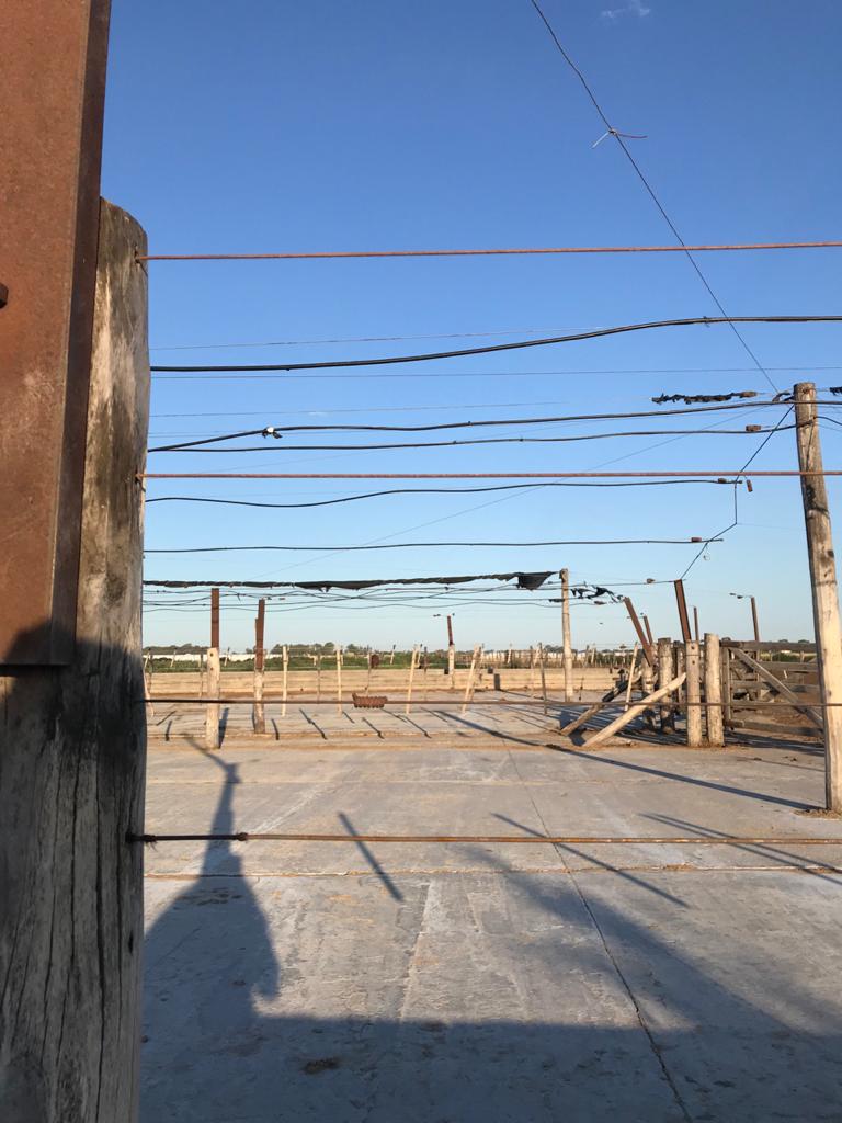 Ayer fuimos al campo con mi viejo y hermanas y la foto solo puede ser esta. Él no dice demasiado, pero qué tristeza. Acá había 500 animales y ahora ninguno. ¿Por qué? 👇