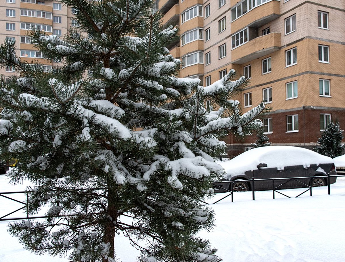 borisgen's tweet photo. Наст��ящая зима! Как же долго мы её ждали!
#piterfollow #ЯснимаюПетербург #яЛюблюПитер #санктпетербург #прогулка #зима #снег #фото https://t.co/lzSDni0ylo