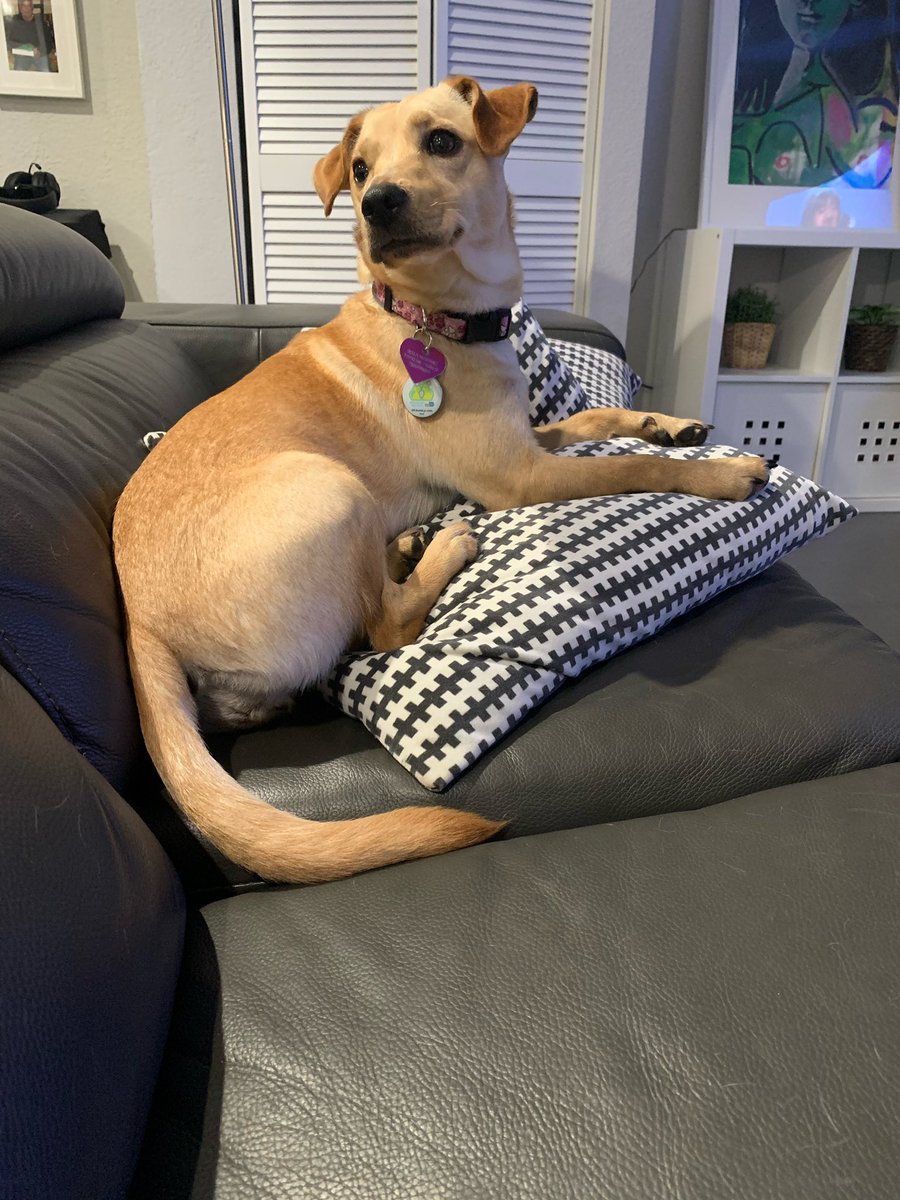 Bella is lost in the Cutler Bay Saga Bay area, she’s about 20 pounds and very fast. Has her tags on but no microchip. If you have any information let me know and help Bella get back with her family.