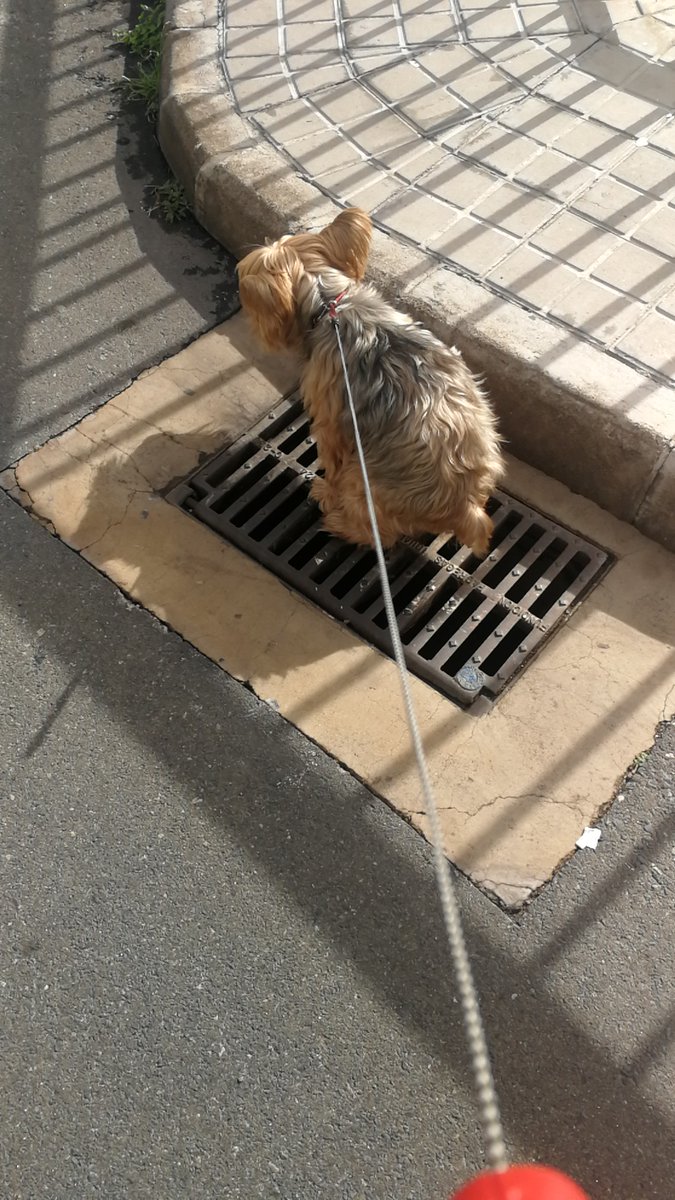 Fidel González ASG-F_Gonzalez💯%🇮🇨🙌🏼🌞🏖️⛰️🌋 tweet media