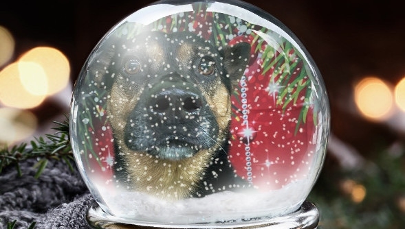 Bellas_express's tweet photo. Happy Pupp 

#germanshepherd #gsd #dogsofinstagram #dog #gsdofinstagram #dogs #puppy #germanshepherdsofinstagram #germanshepherdpuppy #gsdlove #gsdpuppy #germanshepherddog #dogstagram #puppiesofinstagram #puppylove #instadog #dogoftheday #gsdlife #germanshepherds #gsdstagram https://t.co/PLBikEz7AP