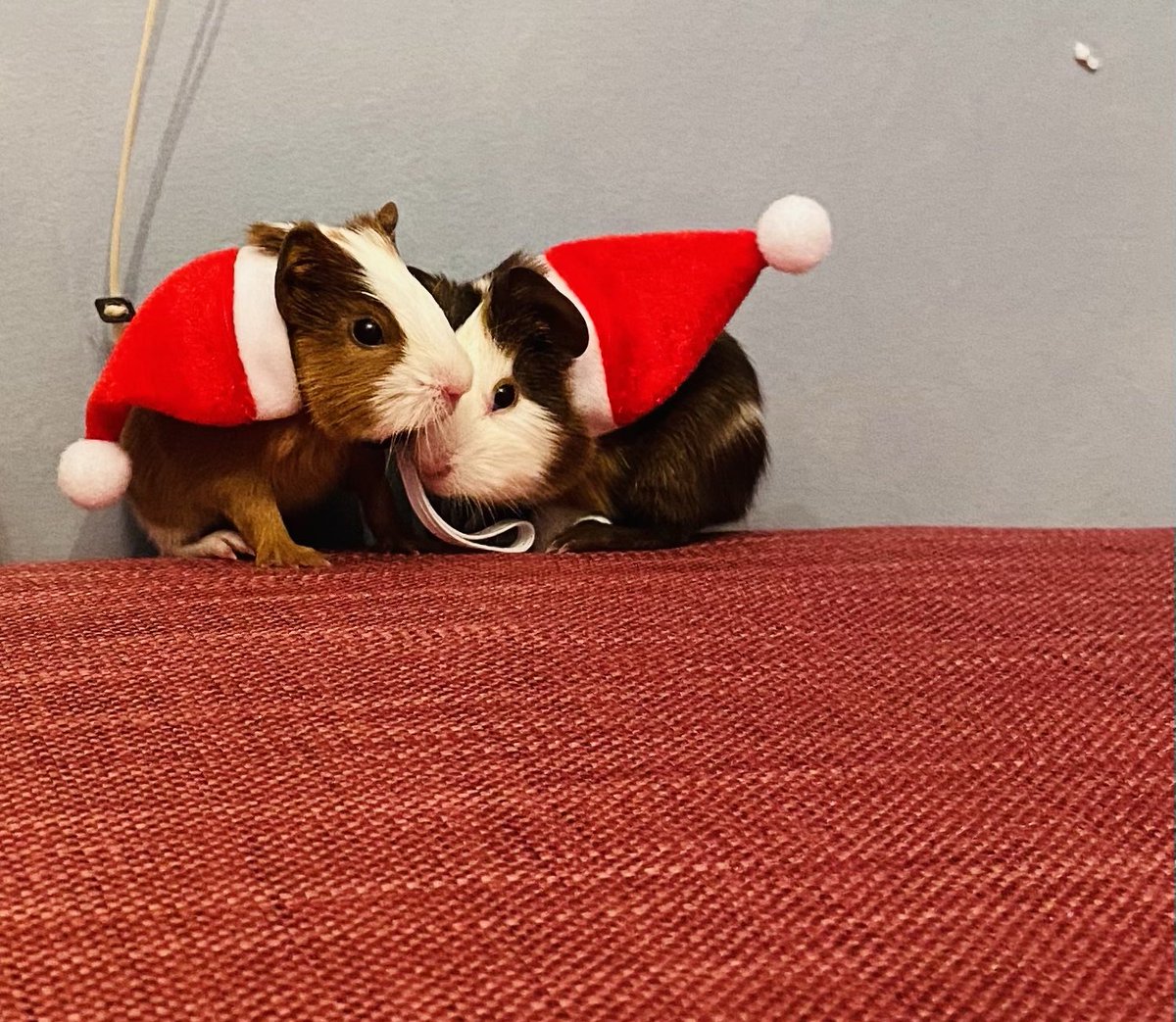 The guinea pigs celebrate their first Christmas.  Photo ops like this make cleaning up the poop almost bearable.  #PrettyCute #GuineaPigs #2GuysNamedChris