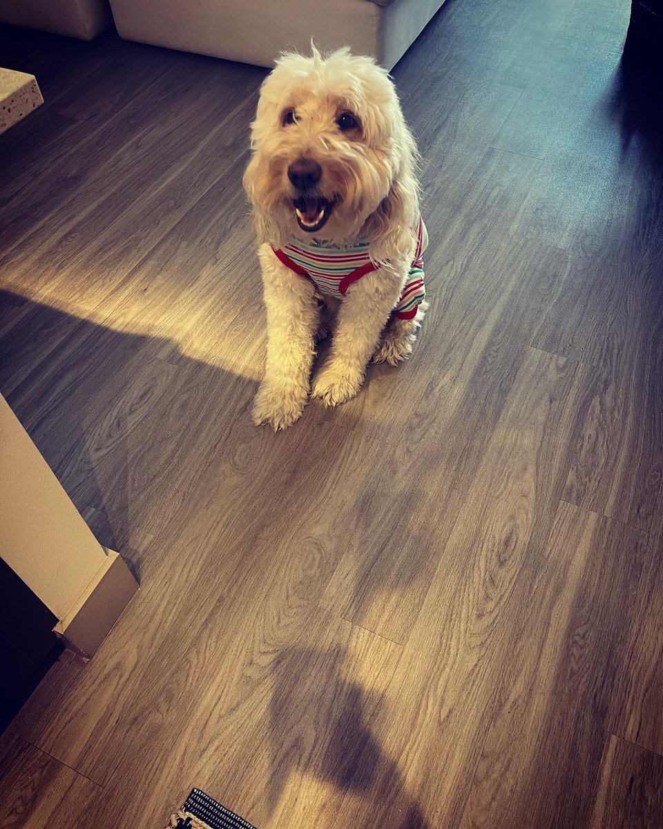 The only thing on tv that catches this guys attention! Now he’s over here begging for a McRib sandwich! Lol #goldendoodle #alwayshungry #chill #SundayFunday