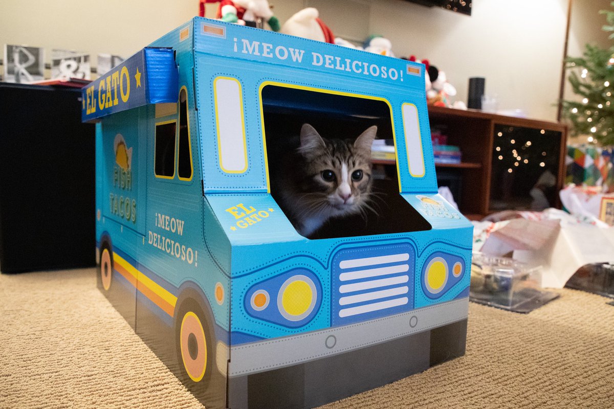 conspire's tweet image. Norm’s newest business adventure El Gato Fish Tacos is open for business ¡Meow Delicioso! / #mainecoon #elgato #fishtacos