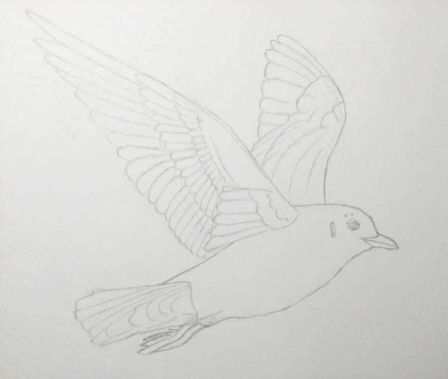 Seagull drawing #art #artistsontwitter #drawing #drawingoftheday #drawingart #artisticdrawing #drawingstyle #drawingstyles #drawingstudy #sketch #sketches #bird #seagull #birdsdrawing #birddrawing #birddrawings #birdillustration #illustrationartists #seagulldrawing