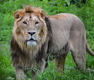 Summer ends at the beginning of August, in the middle of Leo. By the way, why is July-August the part of the year marked by Leo? Well Eurasian Lions are seasonal breeders. And their mating season peaks from August and October. During autumn, part of the year symbolised by lion...