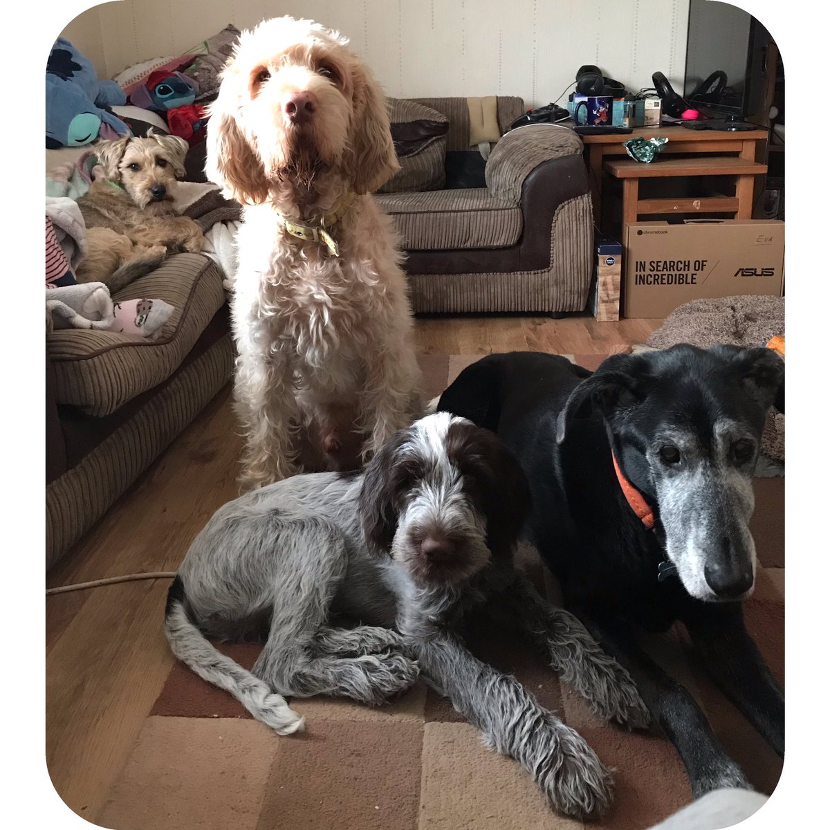 DawnDawnied's tweet photo. The gang...
Left to right.
Gus, Gimley , Griffin and George 🐾❤️ https://t.co/bSQkGewfsq
