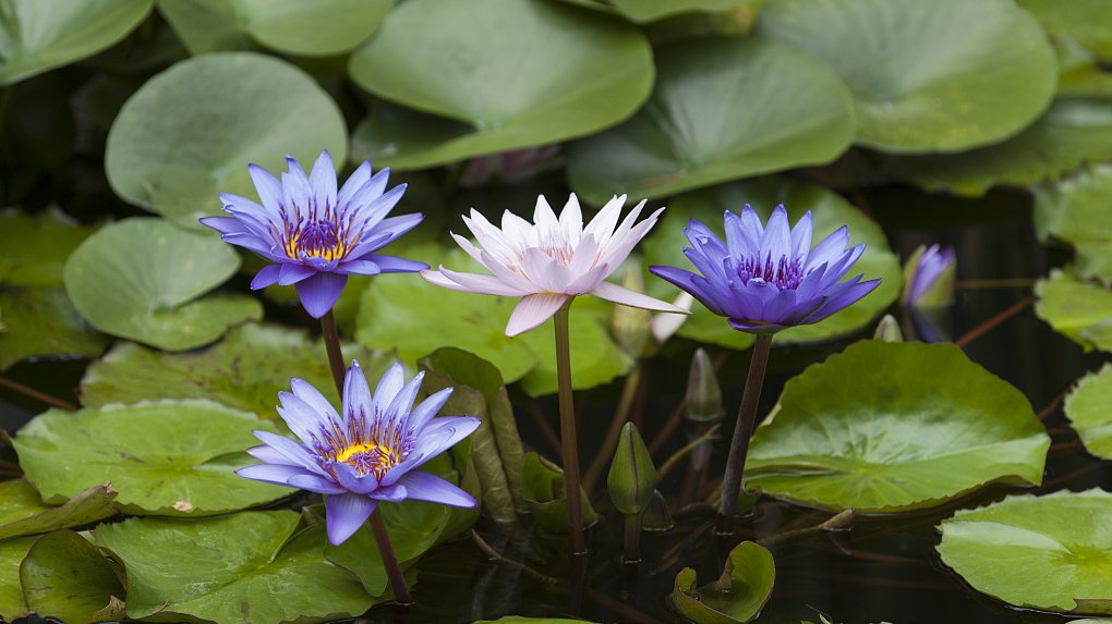 Now killing of the young boy by a lioness takes place among blue water lilies, wrongly called Blue Lotus, even though they don't belong to the lotus family...  https://en.wikipedia.org/wiki/Nymphaea_nouchali_var._caerulea