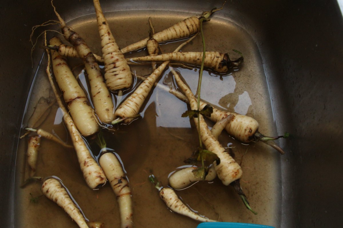 Allosaurus500's tweet photo. #365DaysWild #KC2020
DAY 360: Christmas Day. Digging up the root veg for dinner. I know they don't look smart like the ones in the supermarket & it takes ages to cut the dodgy bits out, but we grew them & they taste nice! Our only visitor was this lonesome Pheasant at the window. https://t.co/tQmuahE9fC