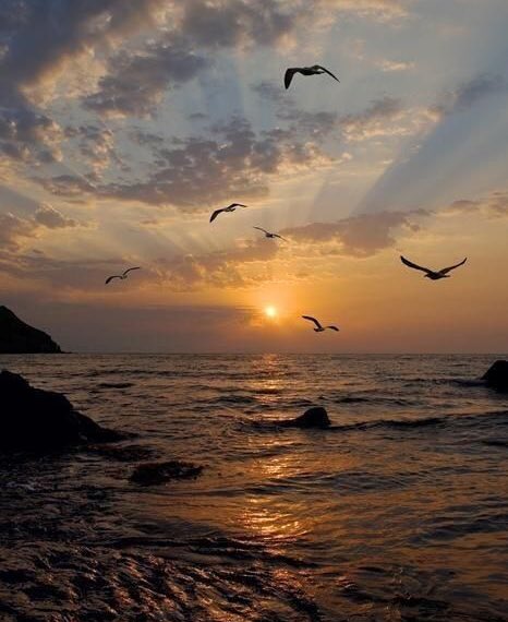 Kıymet bilen insanlara zaafım var.
Onlar incili kaftan, gerisi ise yamalı fistan.🌸🕊

Cahit ZARİFOĞLU