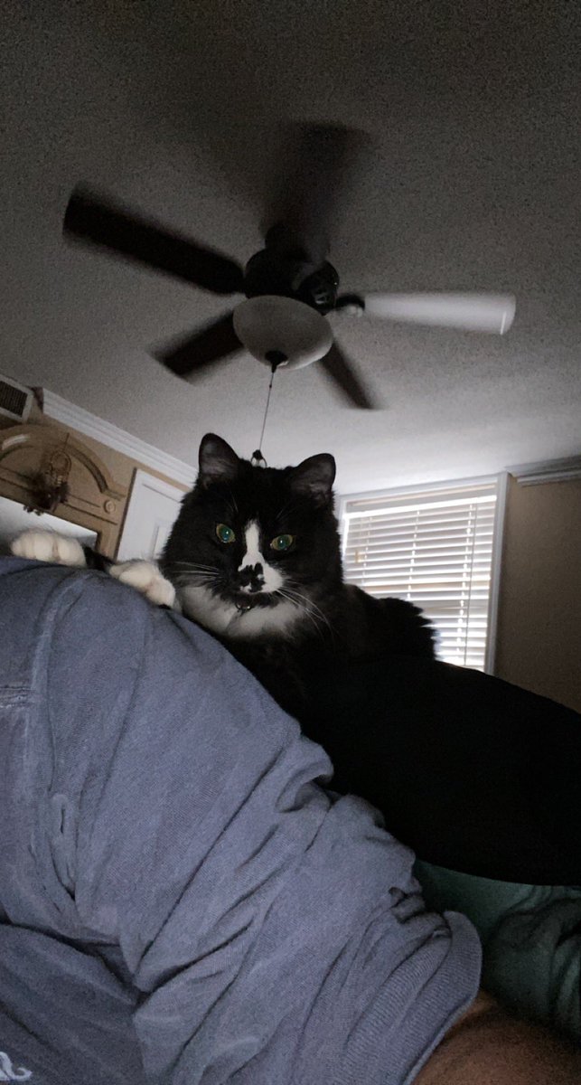 Kyleegeiger's tweet photo. a thread of the weird positions my cat sleeps in.. https://t.co/PlaJjIG6X9
