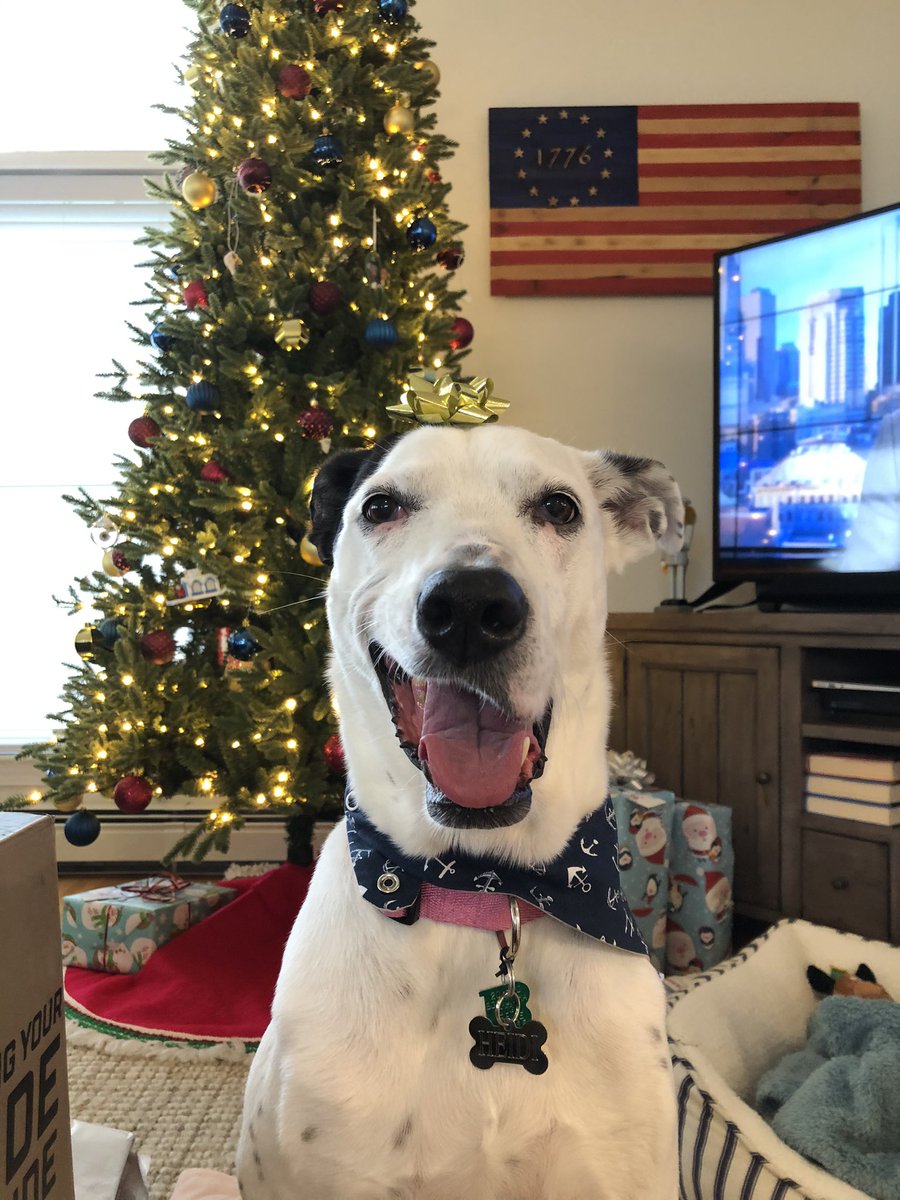 idea: catholic twitter selfie thread, but make it pet pictures

I’ll start: meet Heidi :)