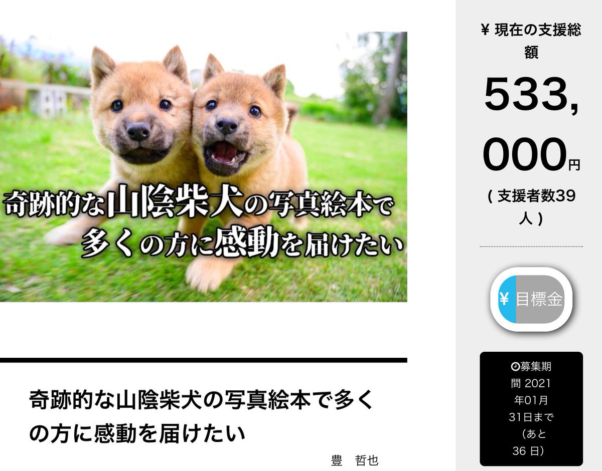 山陰 柴犬 冬 毛 山陰 柴犬 冬 毛