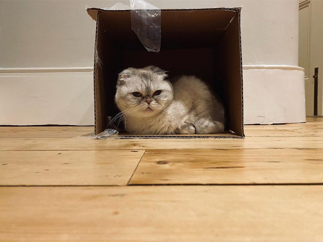 Taylor Swift’s Boxing Day Cat Picture