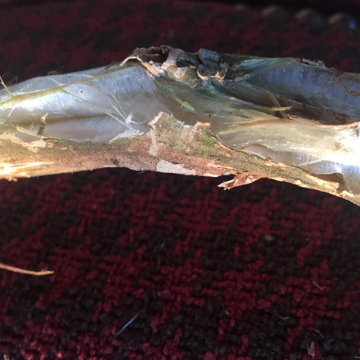 When our second hard frost hit this year, our Coyote tomatoes were still going ... but the water inside the tissues froze solid, bursting the main stalks (and, obviously, killing the plant). You can see the stem structures separately in this neat photo. 