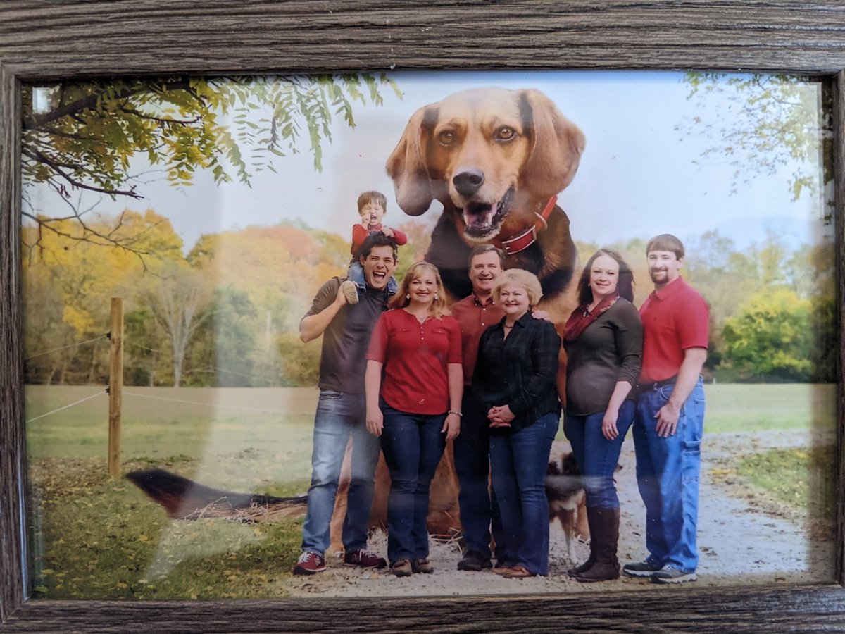 Lydia the Therapy Dog 🐕 tweet media