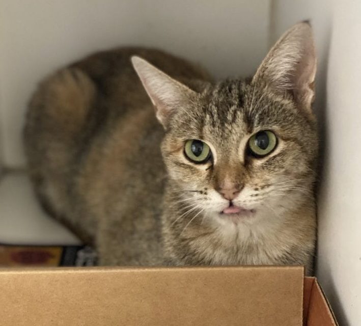 wildearthpets's tweet photo. 🐱 Caturday– Gloria – Nashville - This tiny little kitty is searching for a loving home to round out the end of the year. Can you help Gloria?
📸:@nashvillehumane
.
#torbie #wildearth #torbies #torbiecat #torbietude #calicos #calicocat #adoptdontshop #wildearthpets #cats https://t.co/SlK8bznjGZ