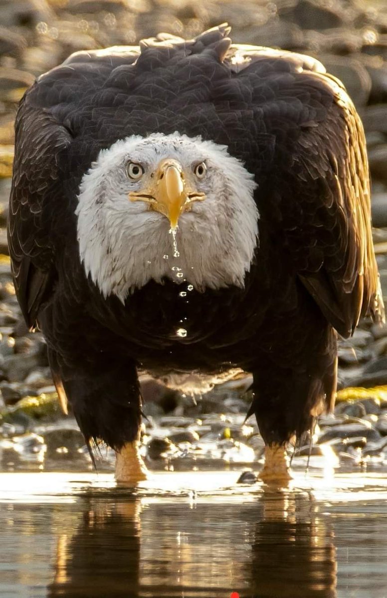 Sen hiç gözlerinde korku olan kartal gördün mü.#ersinduzen