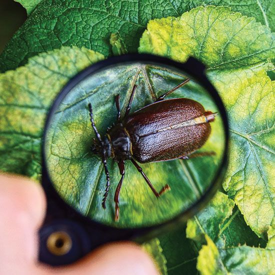 MotherEarthNews's tweet photo. Join The Big Bug Hunt and make sure you’re prepared when your invertebrate foes come to town. #bigbughunt #bughunt #bug #bugs #gardenbugs #gardening #gardeningtips #MotherEarthNews https://t.co/O9mQz3ztlH https://t.co/7Qt5lG8f4j