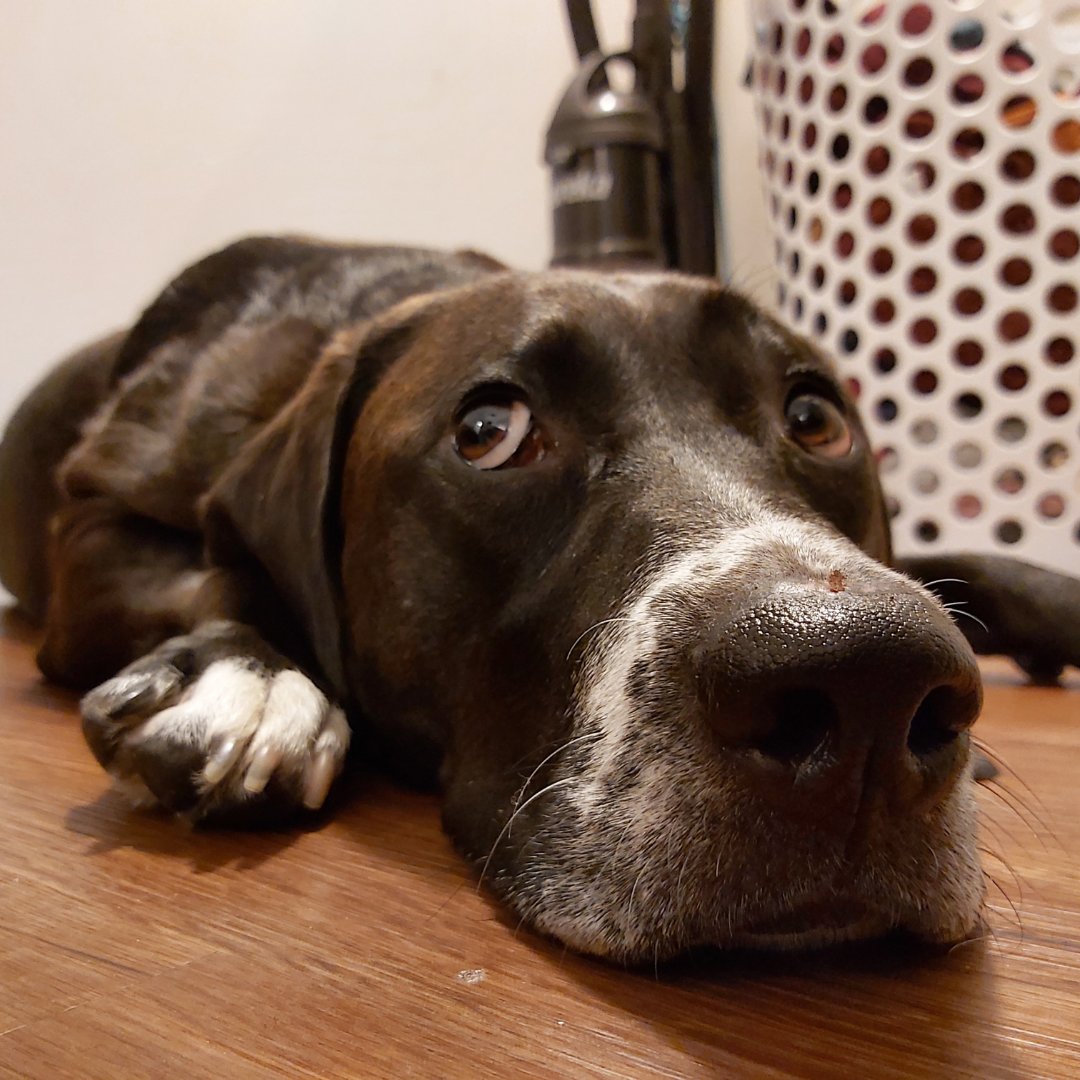 "Is Christmas really over mom?" Mia was spoiled this year and got two new footballs and a bunch of yummy treats from Santa! She sure was a good doggy this year.

What was your pet's favorite holiday gift this year? Let us know in the comments. bit.ly/prudent-pet-do…
