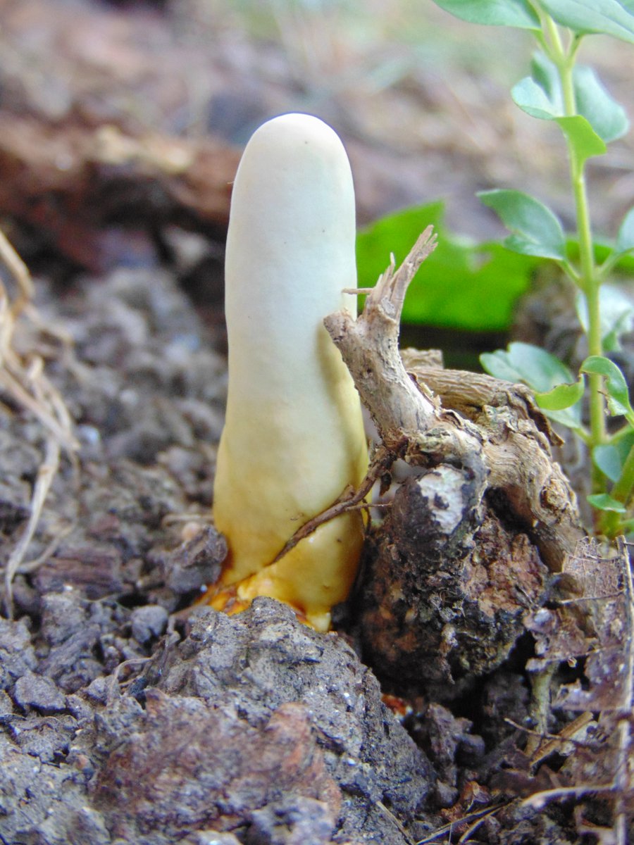 The 36th rule of the Mushroom Cult is to go in the woods and take pictures of mushrooms.