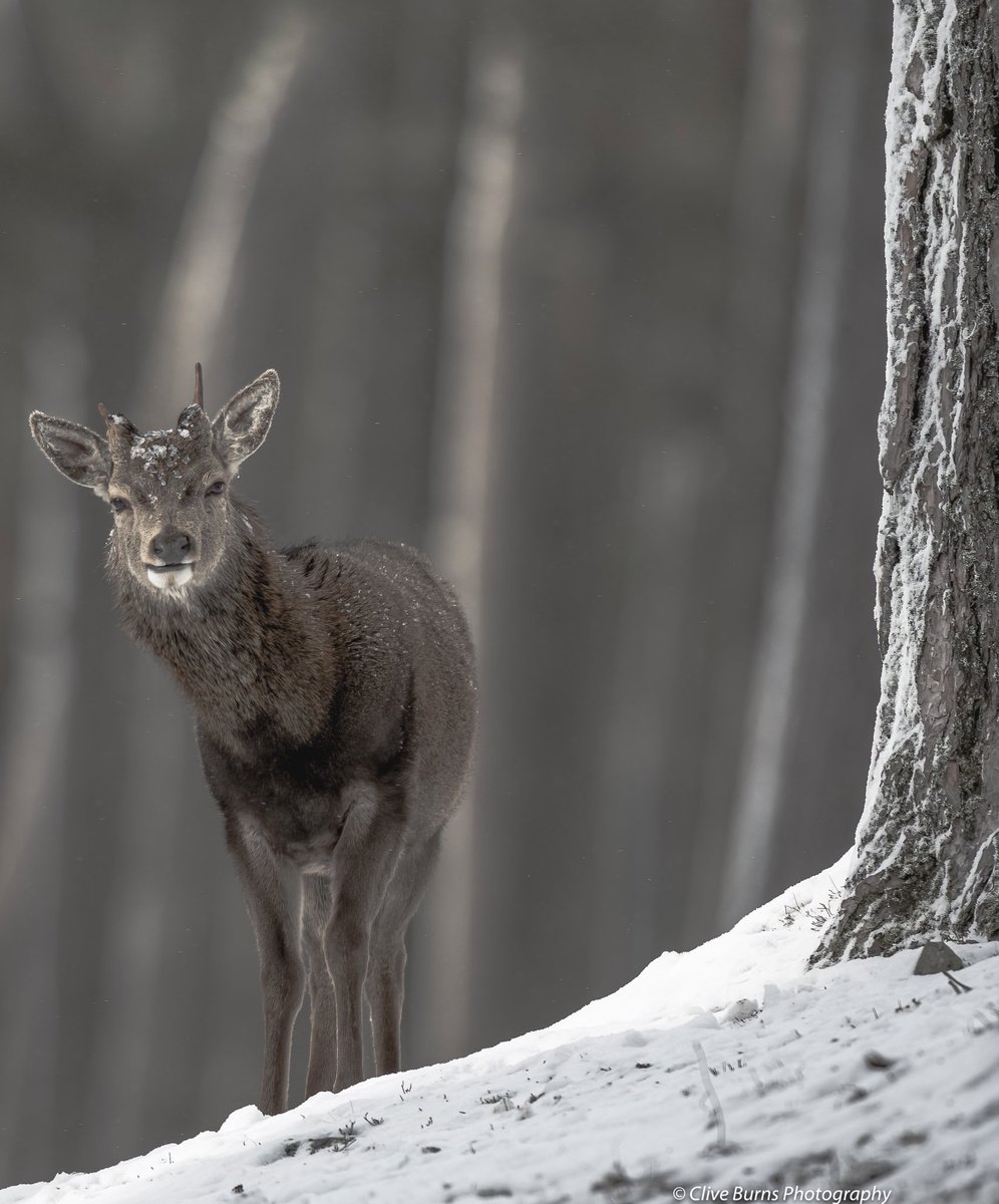 CliveBurns5's tweet photo. First year red deer stag (yet to grow a pair....of antlers!) #BBCWildlifePOTD @WildlifeMag @Britnatureguide #NaturePhotography #nikonphotography #Nature #TwitterNatureCommunity #mammals #wildlife @NatGeoPhotos @BBCEarth https://t.co/uFHK0AizkN