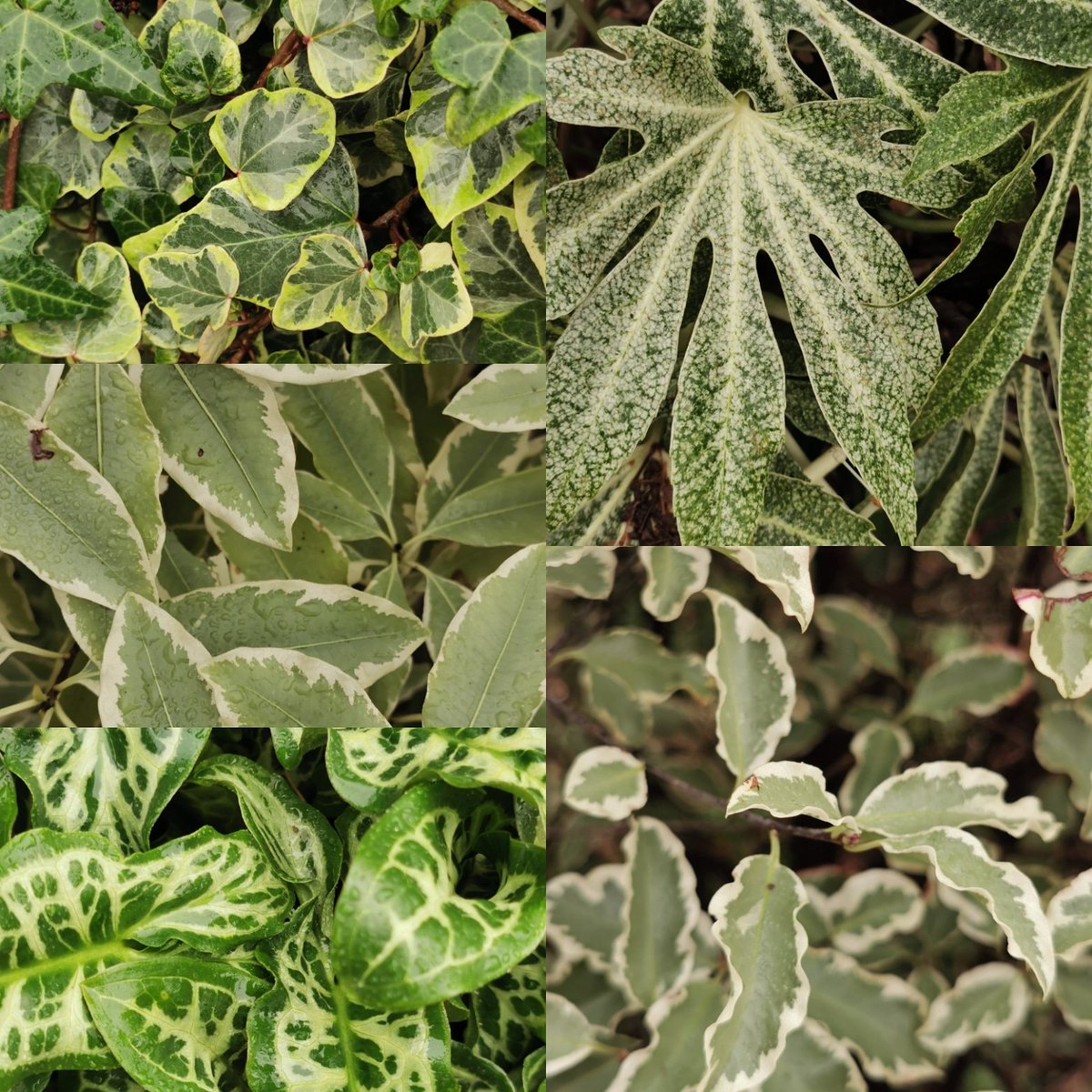 gardencoursesco's tweet photo. Variegated foliage can offer interest when there's not much else going on in the winter garden. Here are some examples that were brightening up the place today #gardening https://t.co/wk02PBAflA