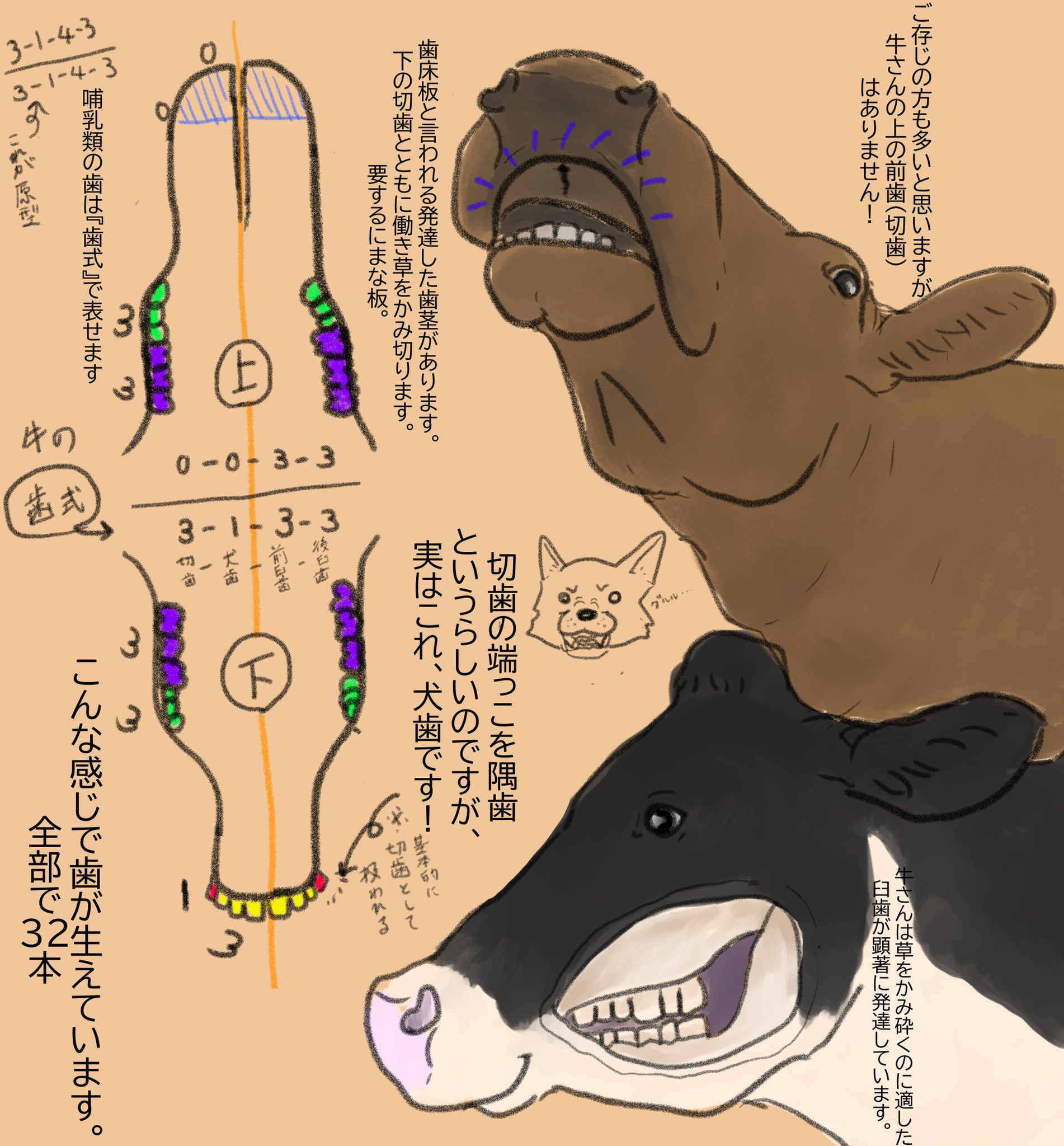 すかまる No9jonyun 上の歯がある反芻動物では トトロのヤギ は有名ですね 大体の牛のイラストは上の前歯がしっかり生えているので上の前歯はないよって広めたいですね Twitter