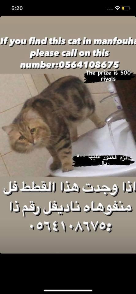 animals4u's tweet photo. @Er7amni
@Kph_Team 
@soft0paws
أرجو المشاركة والنشر، هذا القط مفقود في منفوحة بالرياض، رجاء لمن يجده الاتصال بالرقم الموجود على الصورة وشكراً لتعاونكم ورحمتكم https://t.co/hCcFy3p0nU