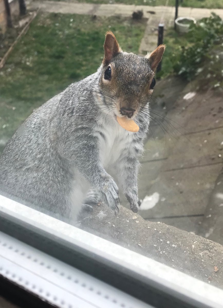 oztrazine's tweet image. #greysquirrel The Stumpjumper, Father of Ico, Survived for more than a year missing his left paw. #lockdown buddy Number 1. Love ya little man