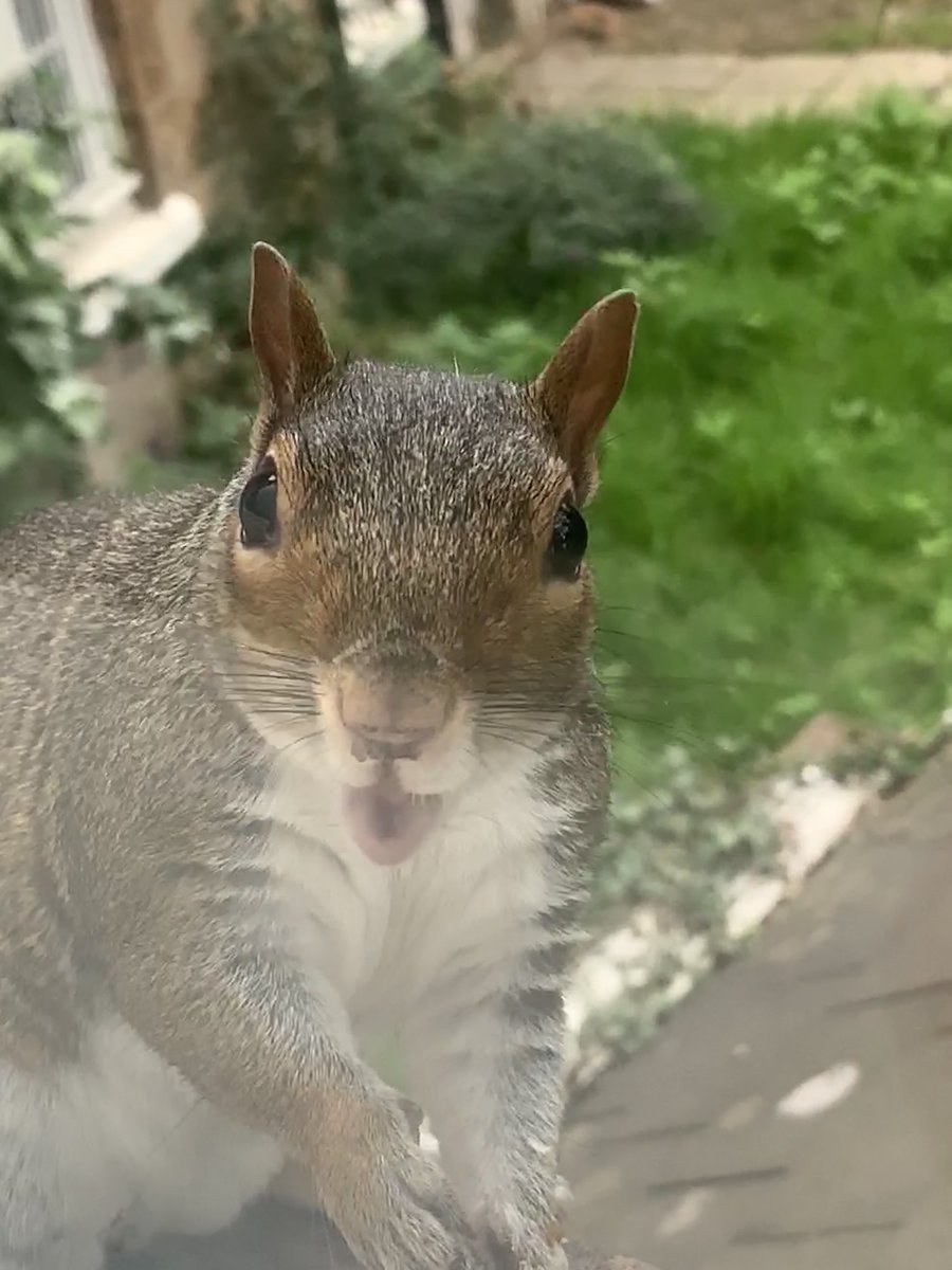 oztrazine's tweet image. #greysquirrel The Stumpjumper, Father of Ico, Survived for more than a year missing his left paw. #lockdown buddy Number 1. Love ya little man