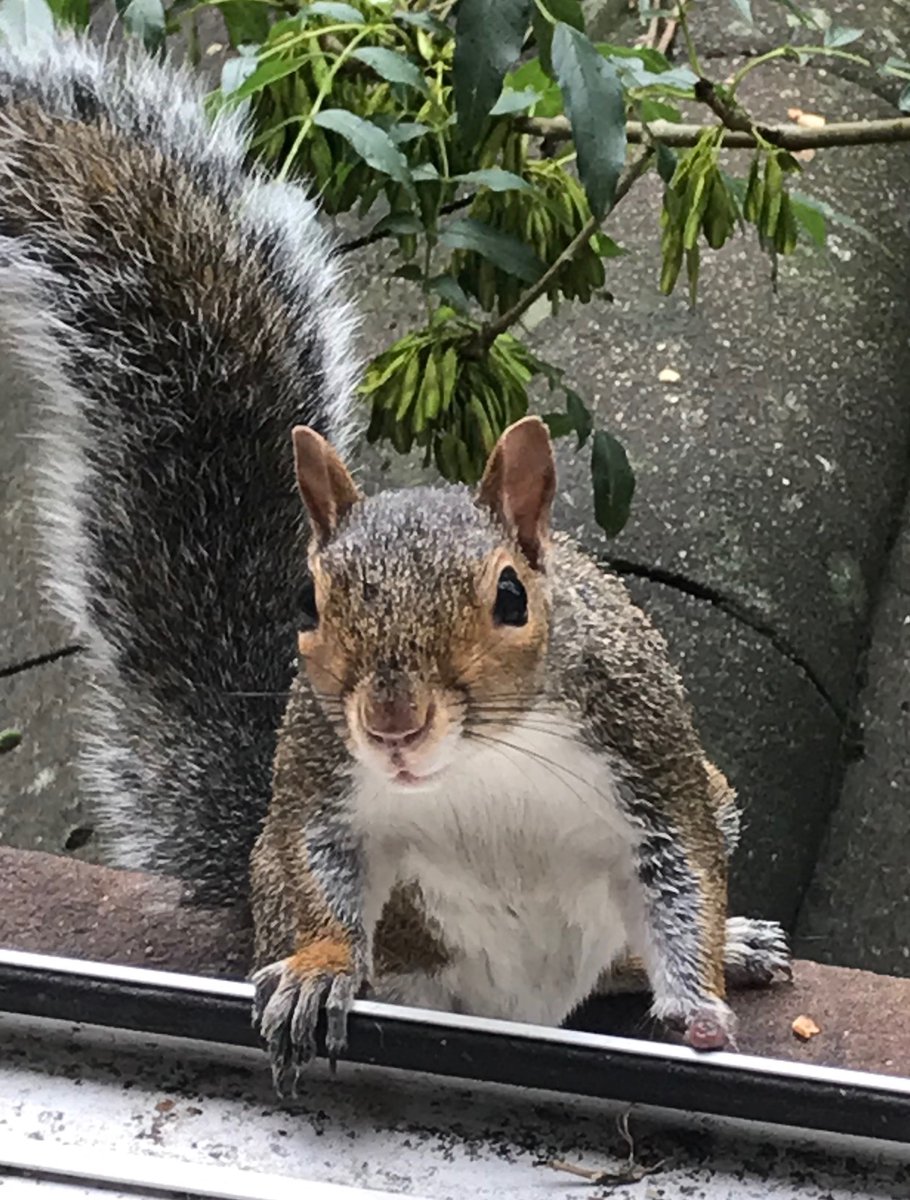 oztrazine's tweet image. #greysquirrel The Stumpjumper, Father of Ico, Survived for more than a year missing his left paw. #lockdown buddy Number 1. Love ya little man